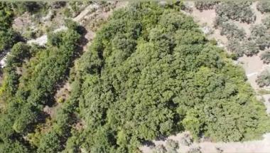 Exkluzivní pozemek o rozloze 5700 m2 s dubem a olivami pro kempování nebo eco village Dobra Voda