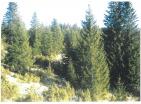 Exkluzívny horský pozemok pre poľovnícku farmu 19720 m uprostred nedotknutej prírody Durmitor