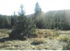 Exkluzivní horský pozemek pro loveckou farmu 19720 m uprostřed nedotčené přírody Durmitor