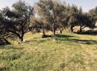 Продадени : Нова къща в бара, Burtaiši в зеленина маслинова горичка